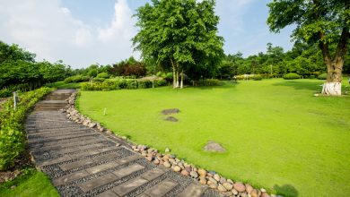 grassland-landscape-greening-environment-park-background